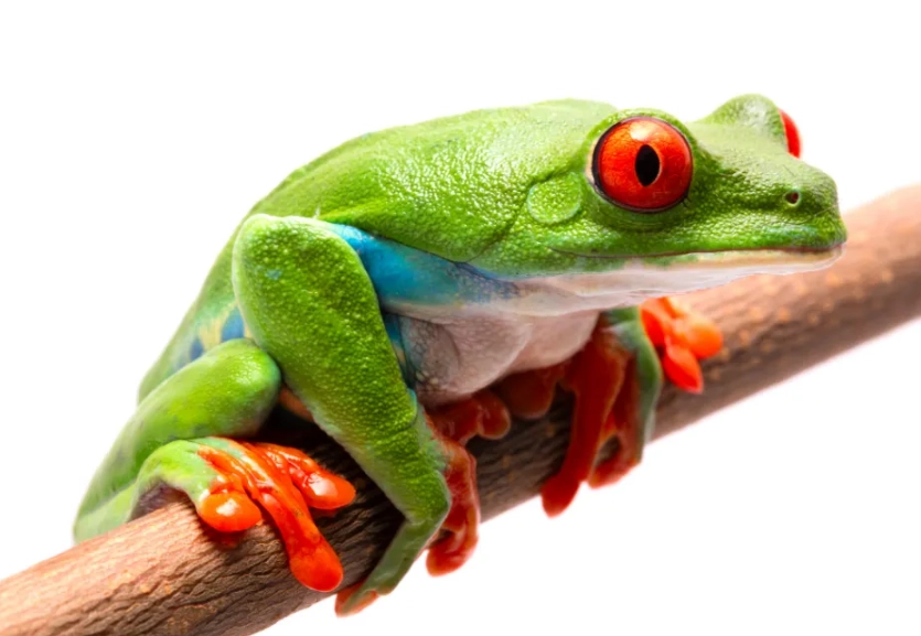 white's tree frog care