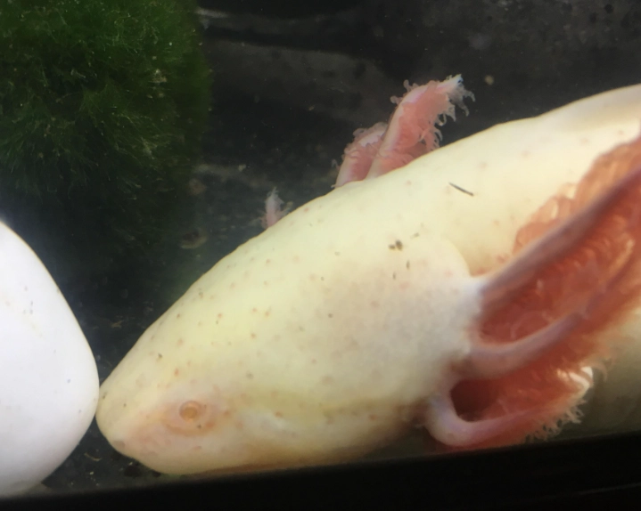 leucistic axolotl with red spots
