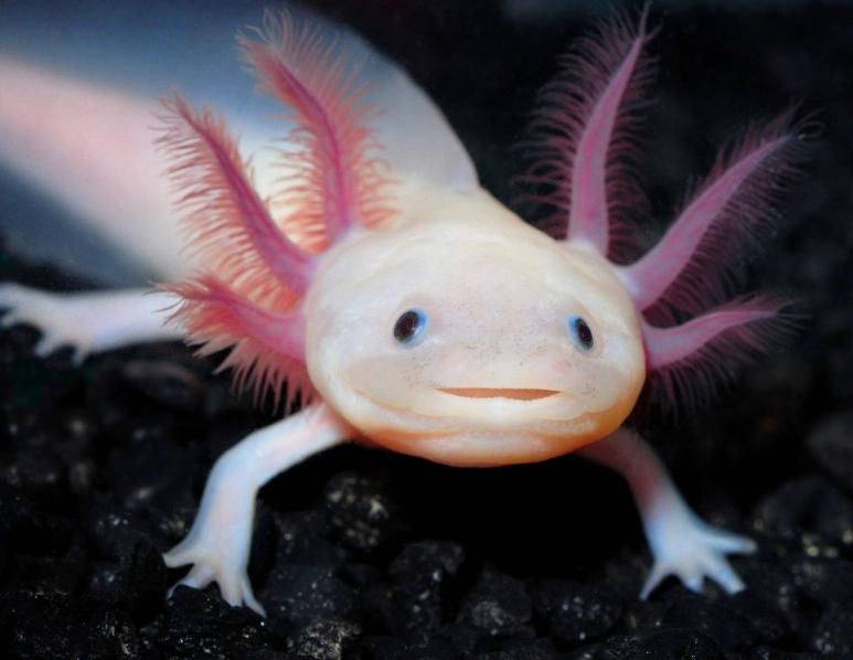 axolotl pet