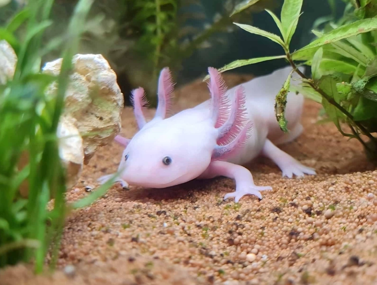 Mexican walking fish