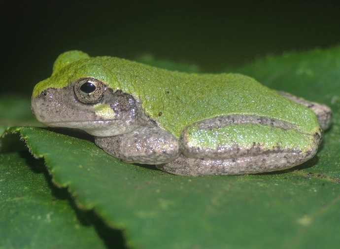hyla chrysoscelis