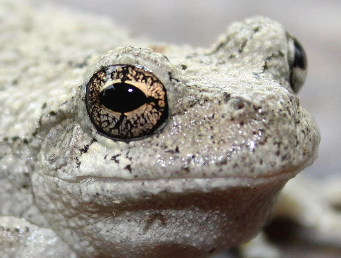 eastern gray tree frog care