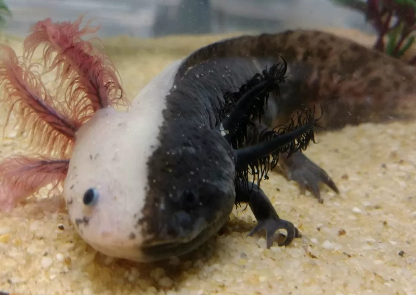 Asian salamander pet