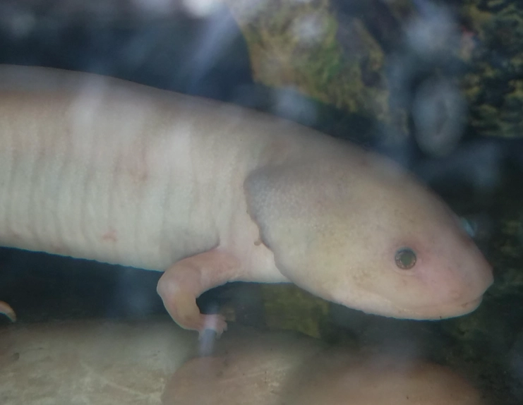 axolotl color morphs