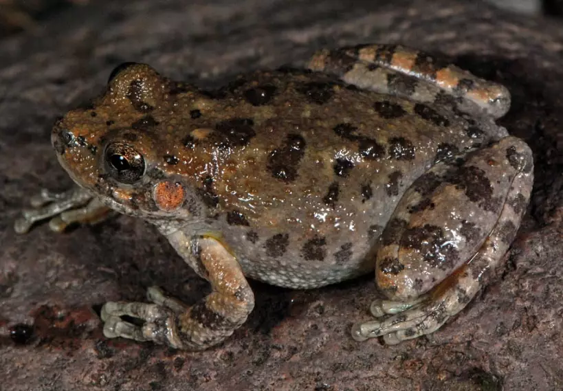 canyon tree frog sound
