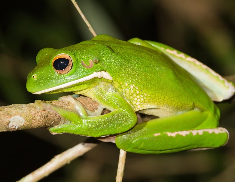 australian white tree frog care