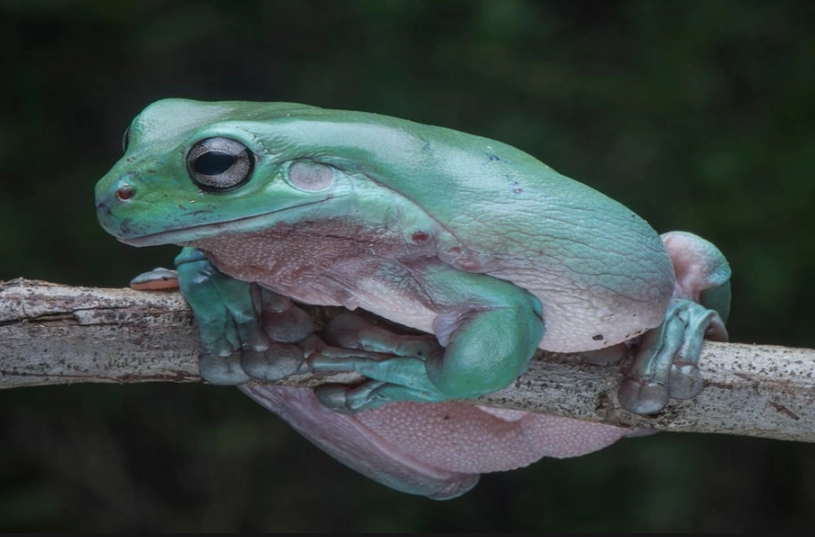 australian white tree frog care