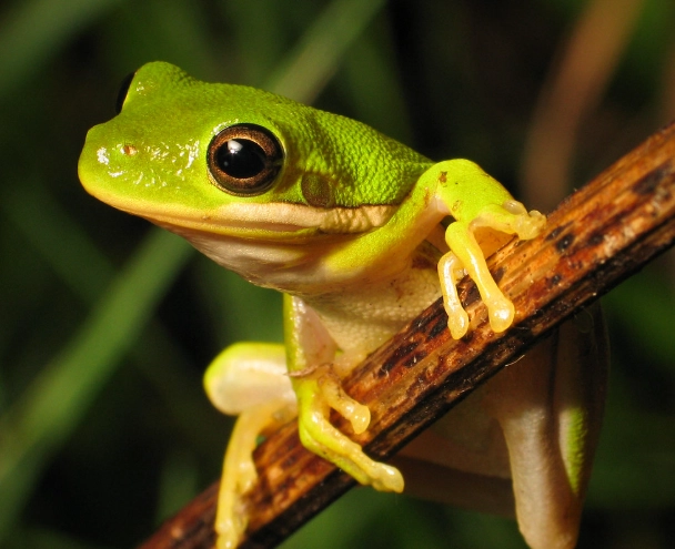 tree frog habitat tree frog habitat
