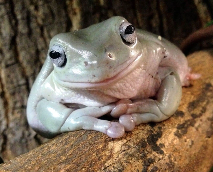 dumpy tree frog pet