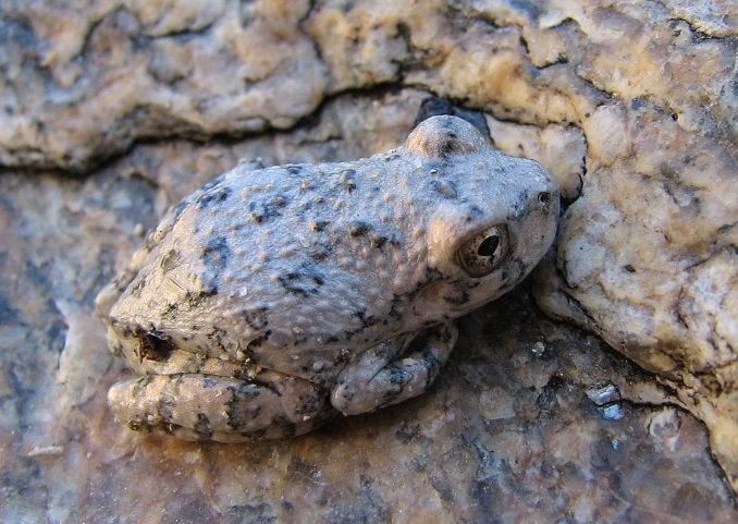 canyon tree frog care