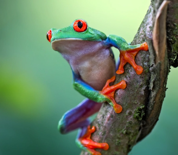 red-eyed tree frog care