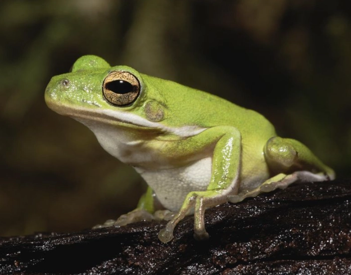gray tree frog gray tree frog