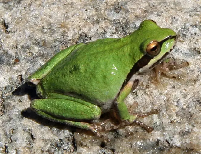 hyla regilla