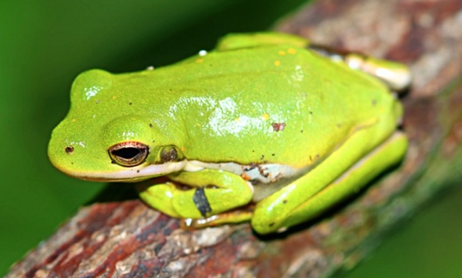 american tree frog care american tree frog care