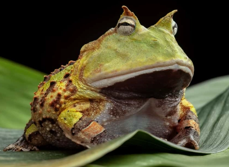Horned Frog care