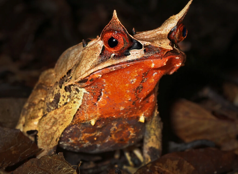 Horned Frog care