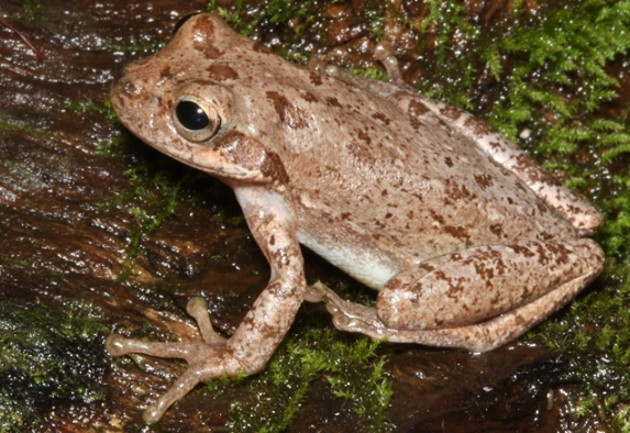 squirrel tree frog call