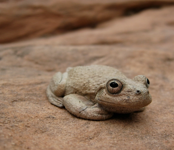 canyon tree frog sound