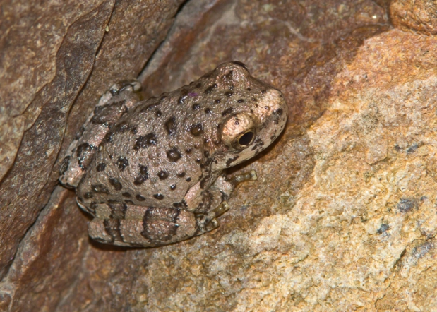 canyon tree frog care