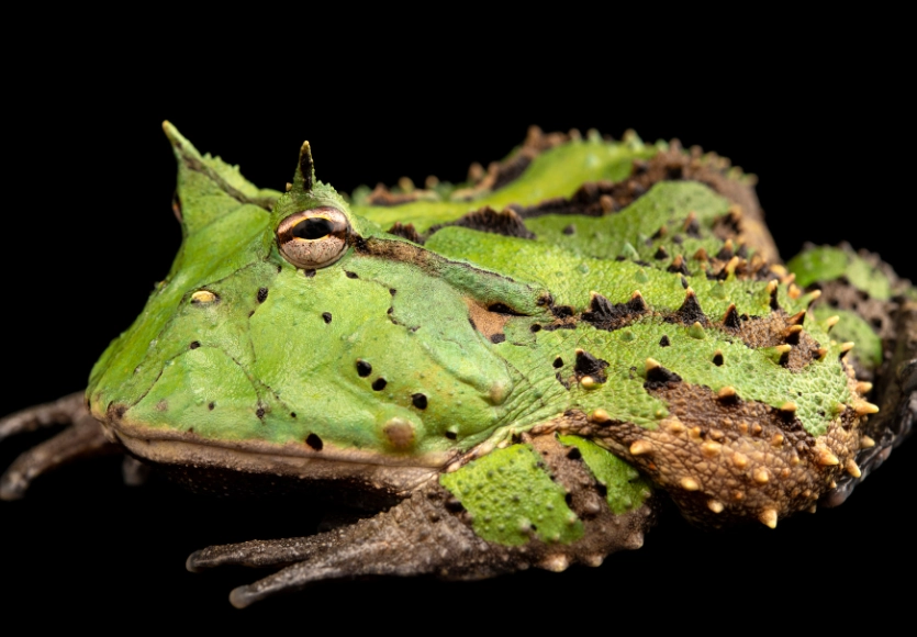 Texas Horned Frog