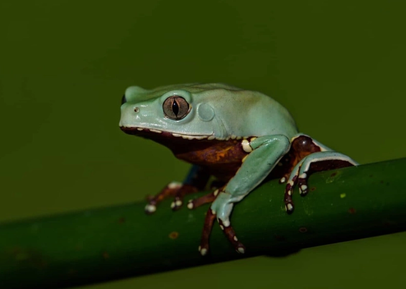 gray tree frog gray tree frog