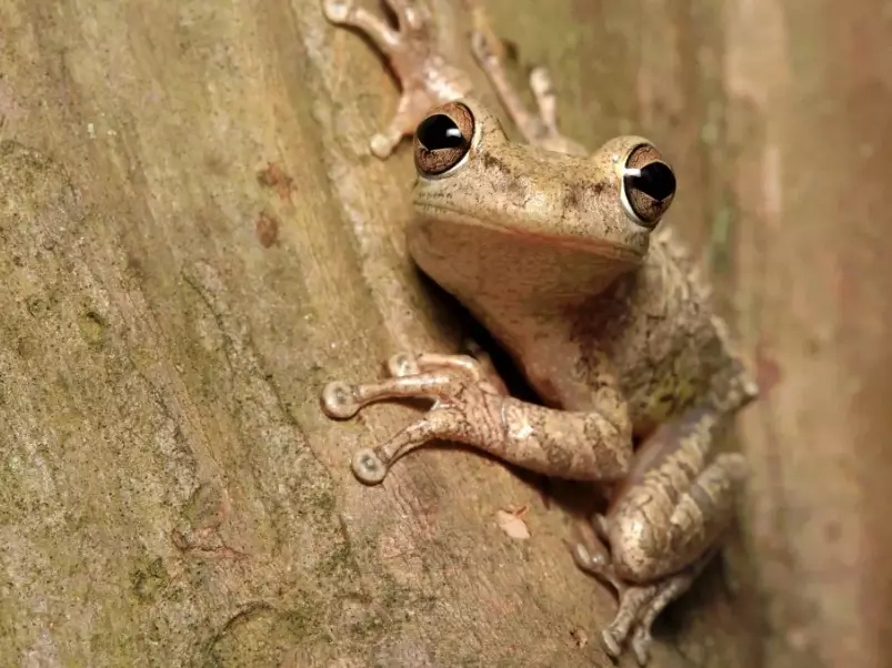 Florida tree frogs