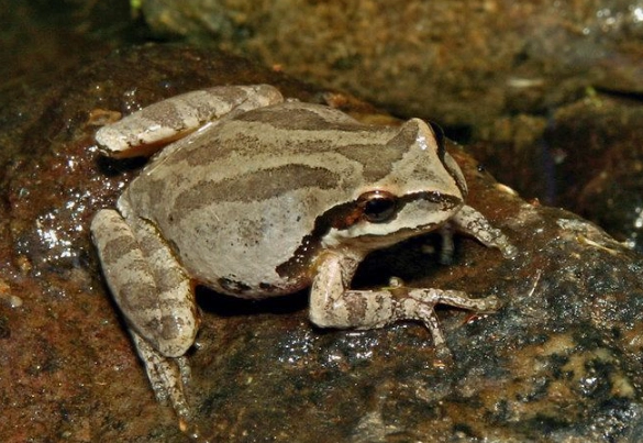 pacific tree frog care