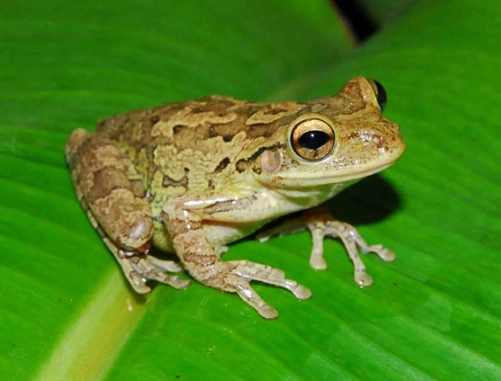 tree frog identification Florida