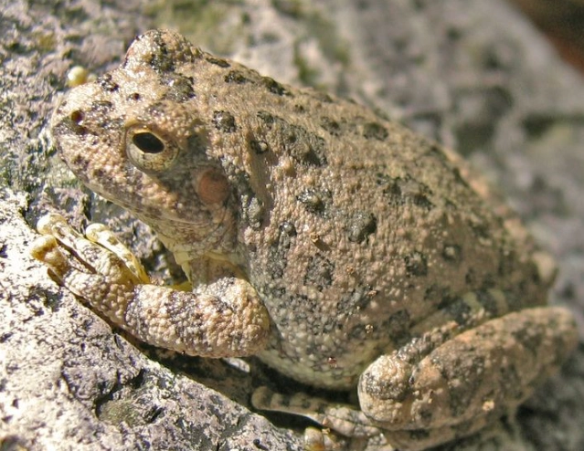 canyon tree frog care