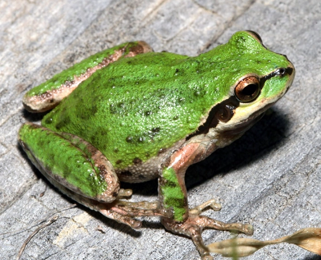 pacific tree frog care