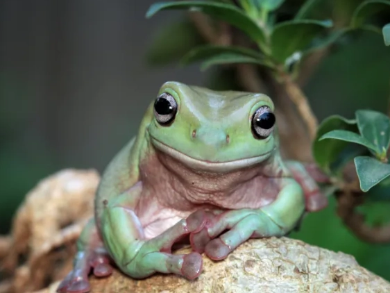 white's tree frog habitat