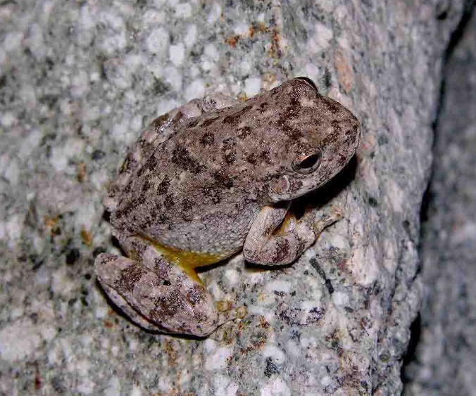 canyon tree frog sound