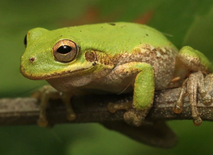 squirrel tree frog care