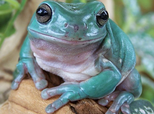 dumpy tree frog pet