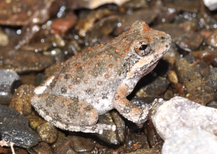 hyla regilla