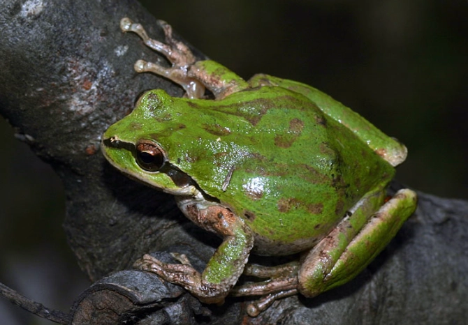 pacific tree frog care