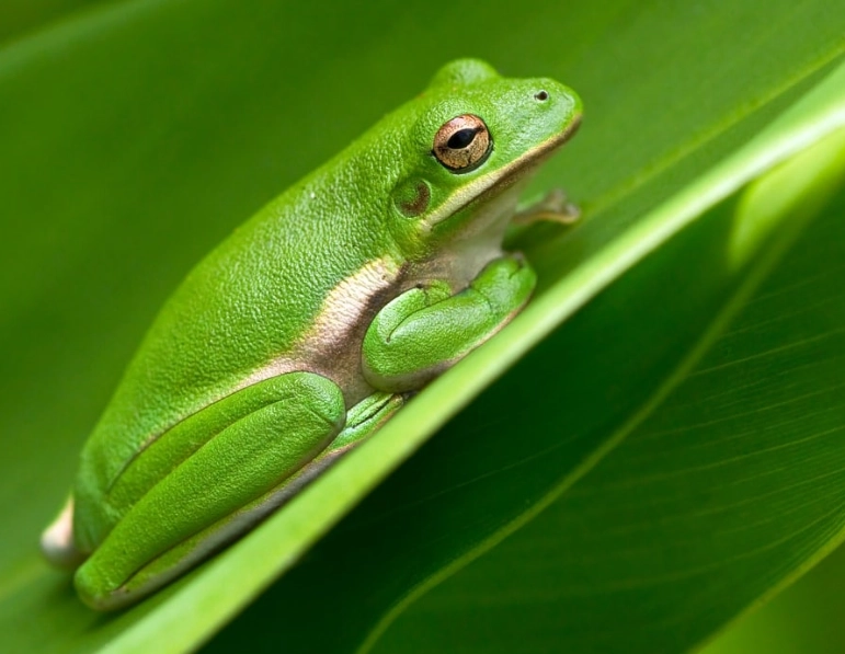 tree frog habitat tree frog habitat
