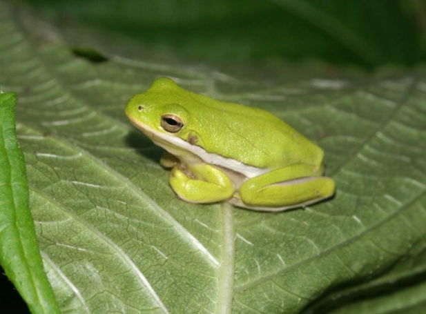 american tree frog care american tree frog care