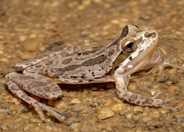 hyla regilla