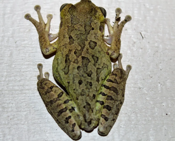 Florida tree frogs