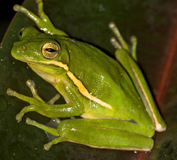 squirrel tree frog call