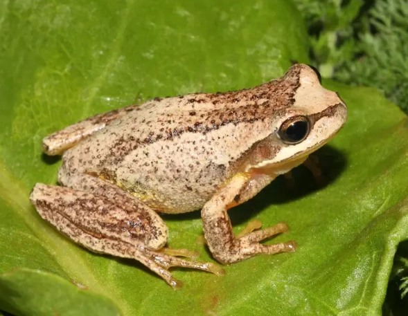 brown tree frog care