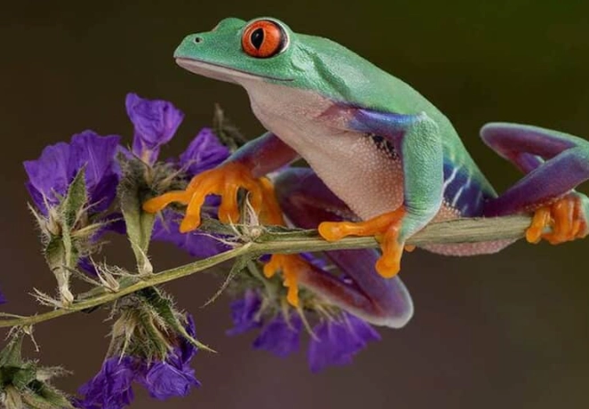 Crested Tree Frog care