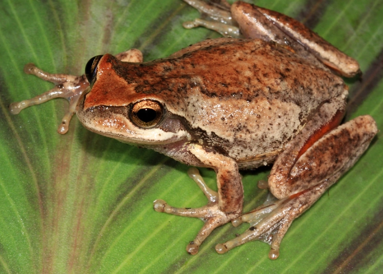 Litoria ewingii
