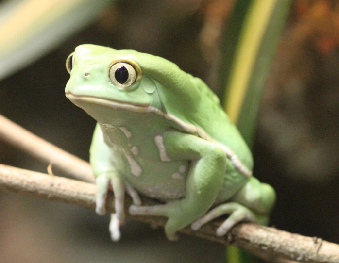 monkey tree frog care