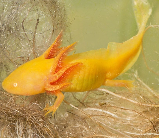 leucistic axolotl