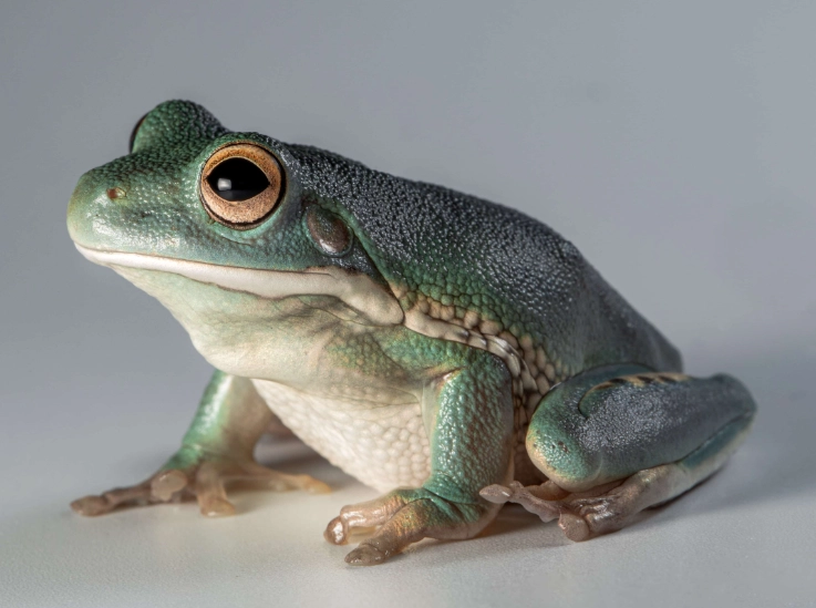 white lipped tree frog care