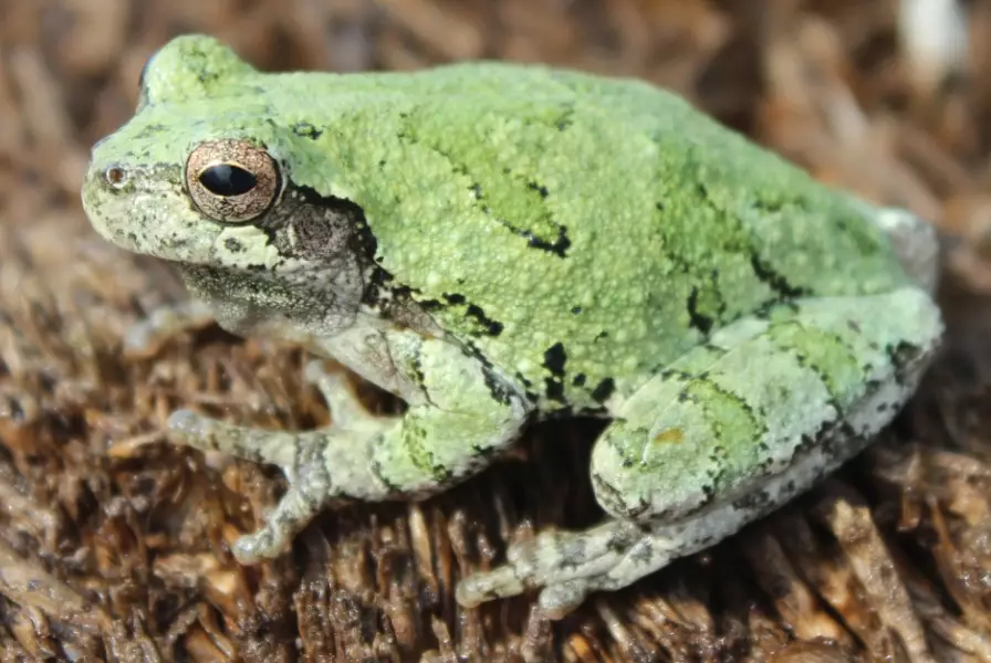 Cope's gray tree frog sound