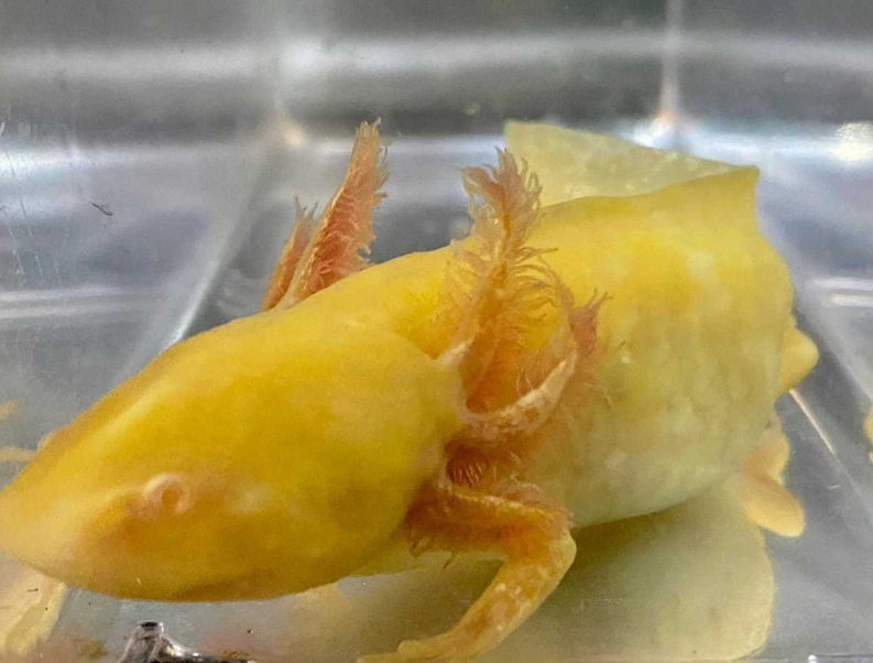 golden axolotl care