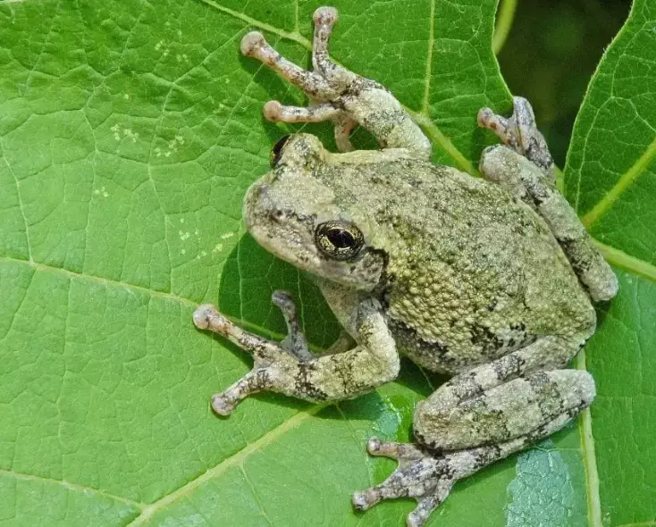 Missouri tree frogs